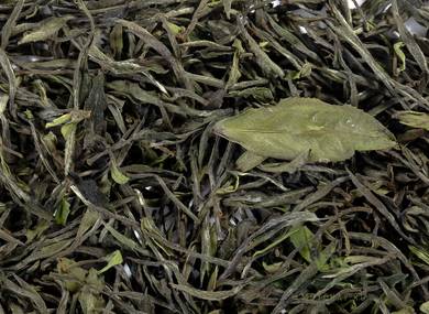 Zhenghe Meihua Bai Mu Dan Wang