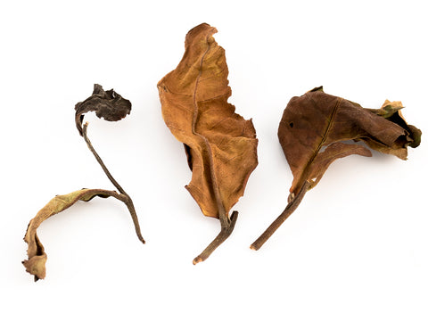 Exclusive Dutch White tea 50g