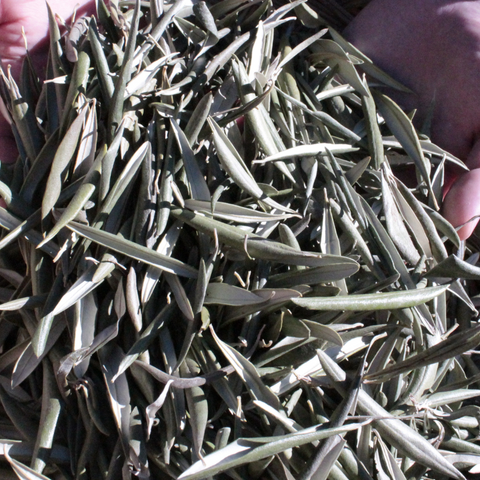 Olive leaf herbal tea